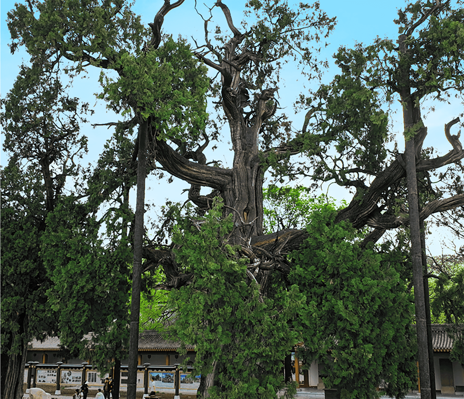 黄帝陵典礼服务中心（黄帝文化研究院）